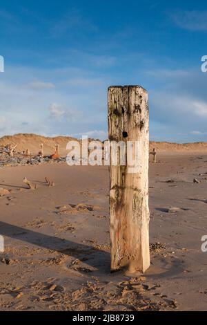 Alte hölzerne Groyne am Strand von Cow Point, Devon, Großbritannien Stockfoto