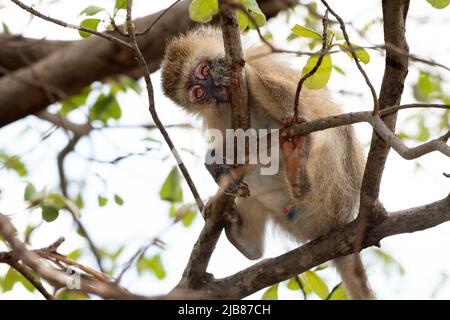 Vervet-Affen, Tarangire-Nationalpark, Tansania. Stockfoto