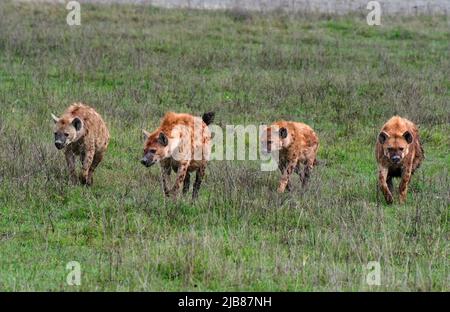 Gesichtete Hyänen im Ngorongoro-Krater, Tansania Stockfoto