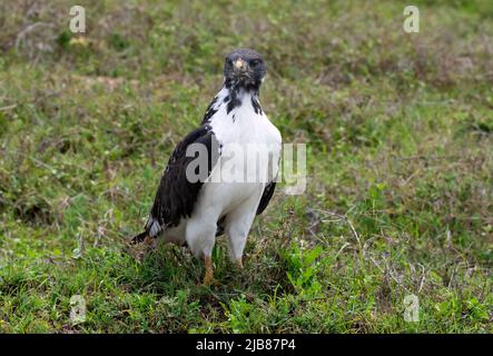 Augur-Bussard im Krater von Ngorongoro, Tansania Stockfoto