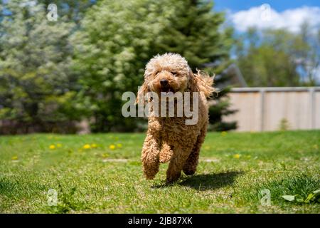 Ein niedlicher Pudel läuft und spielt an einem schönen Sommertag im Hinterhof. Stockfoto