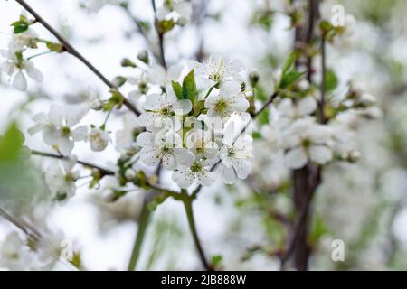 Üppiger Kirschbaum blüht an einem Frühlingstag in der Sonne Stockfoto