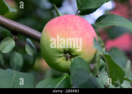 Ein reifer grün-roter Apfel auf einem Apfelbaumbaum. Stockfoto