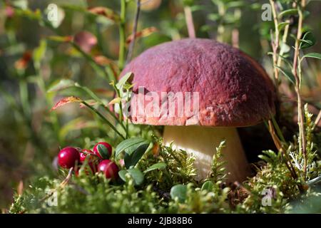 Boletus edulis oder Steinpilze in einem Kiefernwald Stockfoto