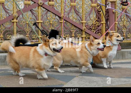 London, Großbritannien, 3.. Juni 2022. Corgi Hundebesitzer versammelten sich aus dem ganzen Land zur Feier des Platin-Jubiläums der Königin, als sie in den Royal Parks im Zentrum Londons spazierten. Die Königin hat eine lebenslange Liebe zur Hunderasse, die seit einem jungen Mädchen ihre eigene besitzt. Kredit: Elfte Stunde Fotografie/Alamy Live Nachrichten Stockfoto