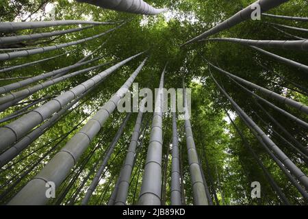 Bamboo Forest - Arashiyama Bezirk in Kyoto Japan Stockfoto