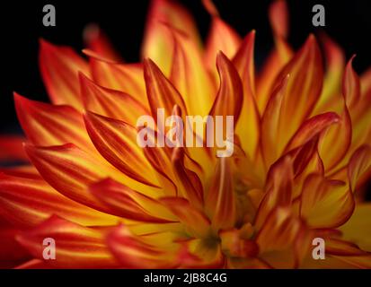 Orangefarbene und gelbe Dahlia-Blume, die wie Feuerflammen auf schwarzem Hintergrund aussieht. Stockfoto