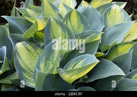 Hosta „June“-Kochlilie. Stockfoto