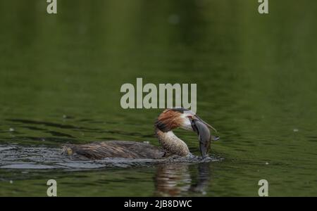 Great Crested Grebe Podiceps cristatus mit gefangenem Fisch auf einem Gewässer im RSPB-Reservat von Lakenheath Fen, Suffolk, Großbritannien Stockfoto