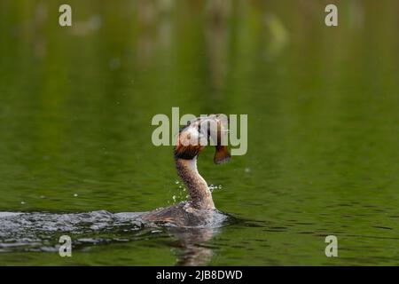 Great Crested Grebe Podiceps cristatus mit gefangenem Fisch auf einem Gewässer im RSPB-Reservat von Lakenheath Fen, Suffolk, Großbritannien Stockfoto