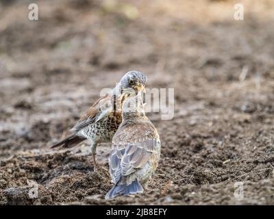 Soor fieldfare, Turdus pylaris, füttert das Küken mit Regenwürmern auf dem Boden. Ein erwachsenes Küken verließ das Nest, aber seine Eltern kümmern sich weiterhin um das Nest Stockfoto