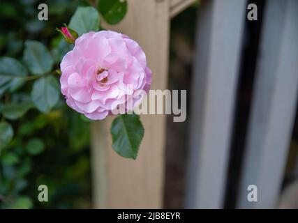 Schöne große runde rosa Rose mit weichen, offenen Blütenblättern auf einem grünen Busch, der neben einer Außentrappe mit rustikalem gelben Holzgeländer wächst, natürliche Sonnenblumen Stockfoto