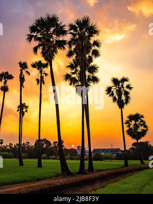 Dongtan Samkhok Palmen und Reisfelder während des Sonnenuntergangs in Pathum Thani, Bangkok, Thailand Stockfoto