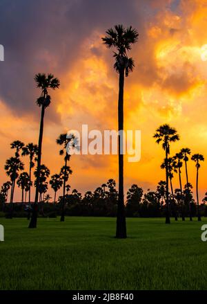 Dongtan Samkhok Palmen und Reisfelder während des Sonnenuntergangs in Pathum Thani, Bangkok, Thailand Stockfoto