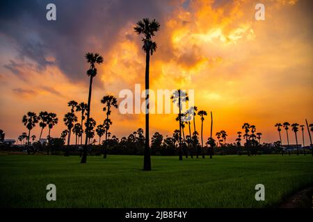 Dongtan Samkhok Palmen und Reisfelder während des Sonnenuntergangs in Pathum Thani, Bangkok, Thailand Stockfoto