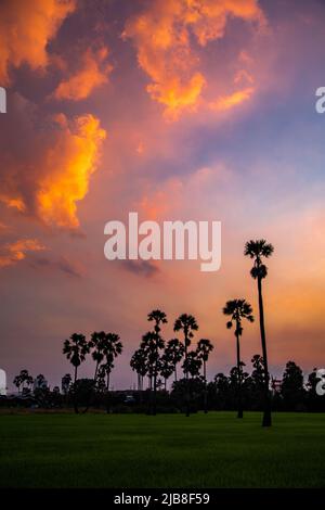 Dongtan Samkhok Palmen und Reisfelder während des Sonnenuntergangs in Pathum Thani, Bangkok, Thailand Stockfoto