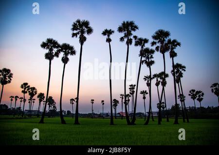 Dongtan Samkhok Palmen und Reisfelder während des Sonnenuntergangs in Pathum Thani, Bangkok, Thailand Stockfoto