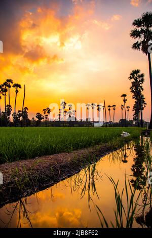 Dongtan Samkhok Palmen und Reisfelder während des Sonnenuntergangs in Pathum Thani, Bangkok, Thailand Stockfoto