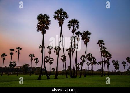 Dongtan Samkhok Palmen und Reisfelder während des Sonnenuntergangs in Pathum Thani, Bangkok, Thailand Stockfoto
