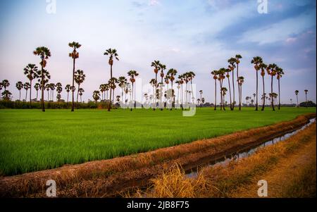 Dongtan Samkhok Palmen und Reisfelder während des Sonnenuntergangs in Pathum Thani, Bangkok, Thailand Stockfoto