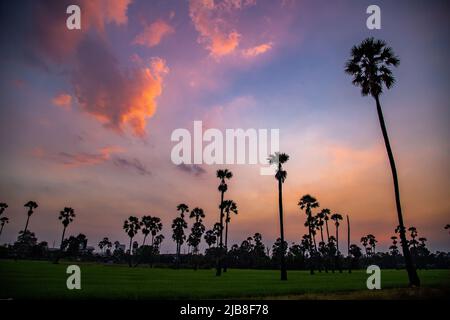 Dongtan Samkhok Palmen und Reisfelder während des Sonnenuntergangs in Pathum Thani, Bangkok, Thailand Stockfoto