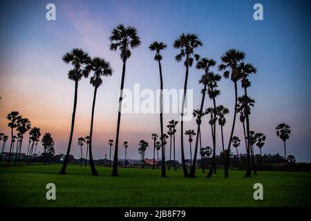 Dongtan Samkhok Palmen und Reisfelder während des Sonnenuntergangs in Pathum Thani, Bangkok, Thailand Stockfoto