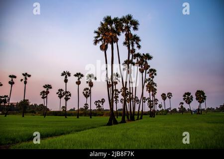 Dongtan Samkhok Palmen und Reisfelder während des Sonnenuntergangs in Pathum Thani, Bangkok, Thailand Stockfoto