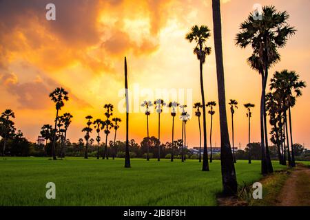 Dongtan Samkhok Palmen und Reisfelder während des Sonnenuntergangs in Pathum Thani, Bangkok, Thailand Stockfoto