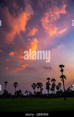 Dongtan Samkhok Palmen und Reisfelder während des Sonnenuntergangs in Pathum Thani, Bangkok, Thailand Stockfoto