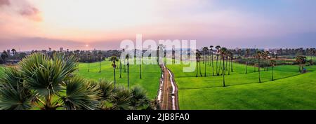 Dongtan Samkhok Palmen und Reisfelder während des Sonnenuntergangs in Pathum Thani, Bangkok, Thailand Stockfoto
