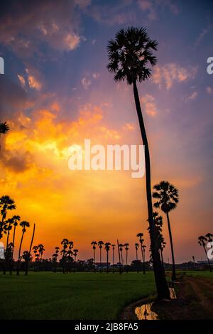 Dongtan Samkhok Palmen und Reisfelder während des Sonnenuntergangs in Pathum Thani, Bangkok, Thailand Stockfoto