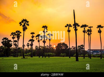 Dongtan Samkhok Palmen und Reisfelder während des Sonnenuntergangs in Pathum Thani, Bangkok, Thailand Stockfoto