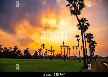Dongtan Samkhok Palmen und Reisfelder während des Sonnenuntergangs in Pathum Thani, Bangkok, Thailand Stockfoto