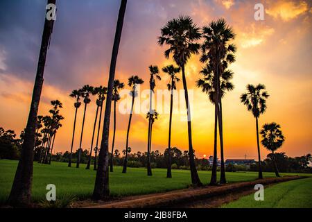 Dongtan Samkhok Palmen und Reisfelder während des Sonnenuntergangs in Pathum Thani, Bangkok, Thailand Stockfoto