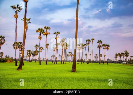 Dongtan Samkhok Palmen und Reisfelder während des Sonnenuntergangs in Pathum Thani, Bangkok, Thailand Stockfoto