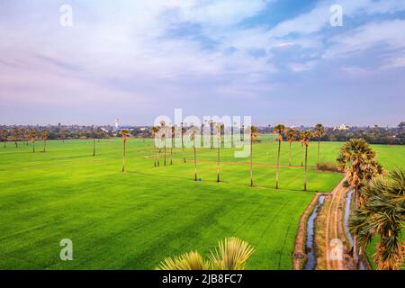 Dongtan Samkhok Palmen und Reisfelder während des Sonnenuntergangs in Pathum Thani, Bangkok, Thailand Stockfoto