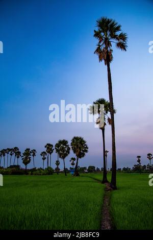 Dongtan Samkhok Palmen und Reisfelder während des Sonnenuntergangs in Pathum Thani, Bangkok, Thailand Stockfoto