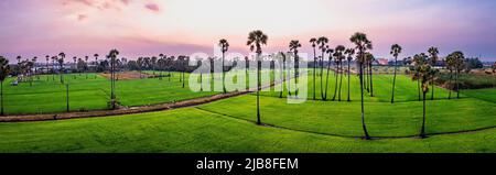 Dongtan Samkhok Palmen und Reisfelder während des Sonnenuntergangs in Pathum Thani, Bangkok, Thailand Stockfoto