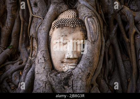 Wat Phra Mahathat Tempel mit Kopfstatue gefangen in Bodhi Baum in Phra Nakhon Si Ayutthaya, Thailand Stockfoto