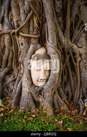 Wat Phra Mahathat Tempel mit Kopfstatue gefangen in Bodhi Baum in Phra Nakhon Si Ayutthaya, Thailand Stockfoto