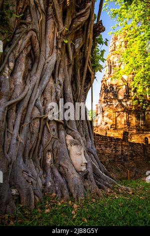 Wat Phra Mahathat Tempel mit Kopfstatue gefangen in Bodhi Baum in Phra Nakhon Si Ayutthaya, Thailand Stockfoto