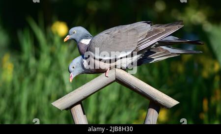 Zwei Holztauben (Columba palumbus) in der Nähe, Vögel sitzen nebeneinander auf dem Dach des Vogelfutterhäuschen. Geringe Schärfentiefe verschwommener Naturhintergrund. Stockfoto