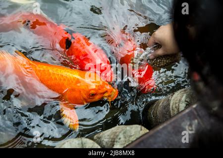 Füttern Sie die japan Koi oder den ausgefallenen Mist mit frischer Milch. Stockfoto