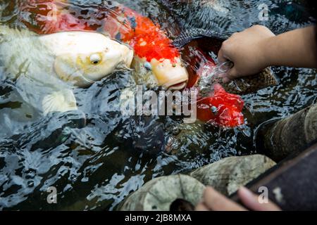 Füttern Sie die japan Koi oder den ausgefallenen Mist mit frischer Milch. Stockfoto