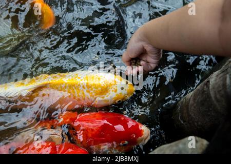 Füttern Sie die japan Koi oder den ausgefallenen Mist mit frischer Milch. Stockfoto