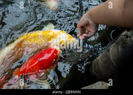 Füttern Sie die japan Koi oder den ausgefallenen Mist mit frischer Milch. Stockfoto