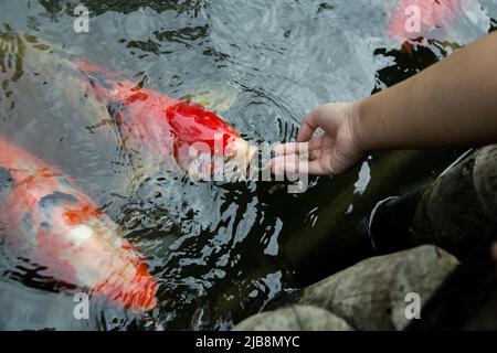 Füttern Sie die japan Koi oder den ausgefallenen Mist mit frischer Milch. Stockfoto