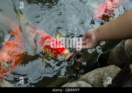 Füttern Sie die japan Koi oder den ausgefallenen Mist mit frischer Milch. Stockfoto