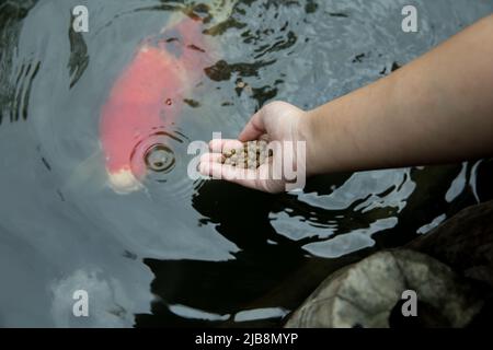 Füttern Sie die japan Koi oder den ausgefallenen Mist mit frischer Milch. Stockfoto