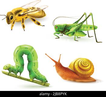 Insekten realistische farbige dekorative Ikonen mit Wespe Grashüpfer Raupe Schnecke isoliert Vektor-Illustration gesetzt Stock Vektor